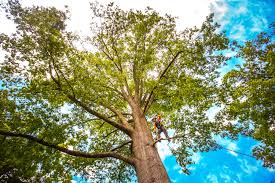 How Our Tree Care Process Works  in  Casa De Oro Mount Helix, CA