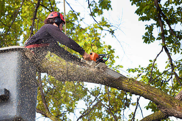 Tree and Shrub Care in Casa De Oro Mount Helix, CA