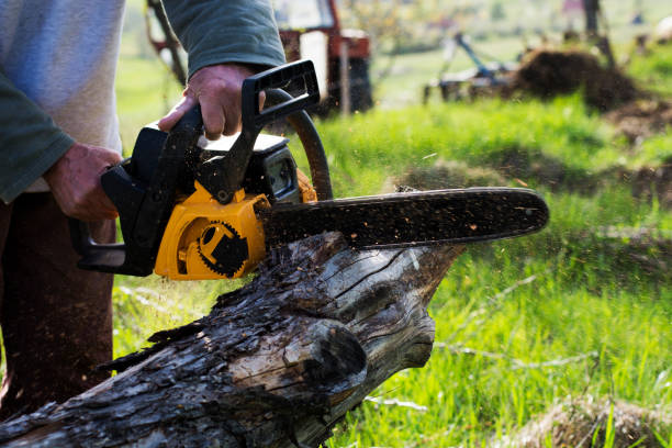 Best Tree and Shrub Care  in Sa De Oro Mount Helix, CA