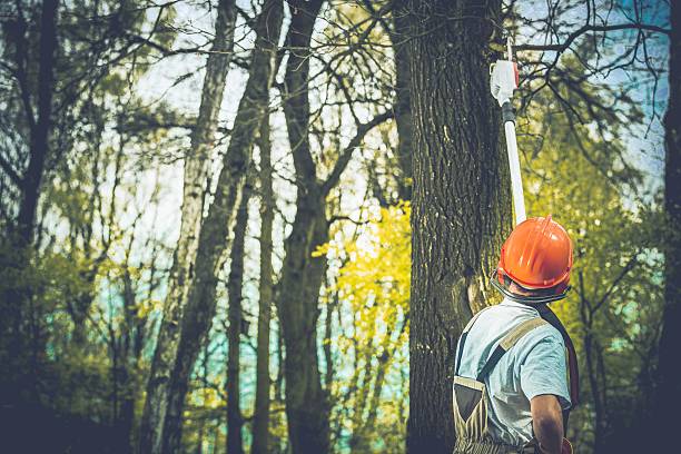 Best Seasonal Cleanup (Spring/Fall)  in Sa De Oro Mount Helix, CA